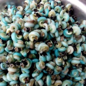 Fresh Periwinkle (Sea Snails)