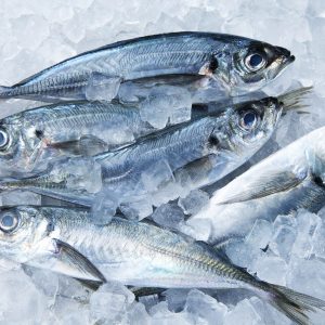 Horse Mackerel 5lbs
