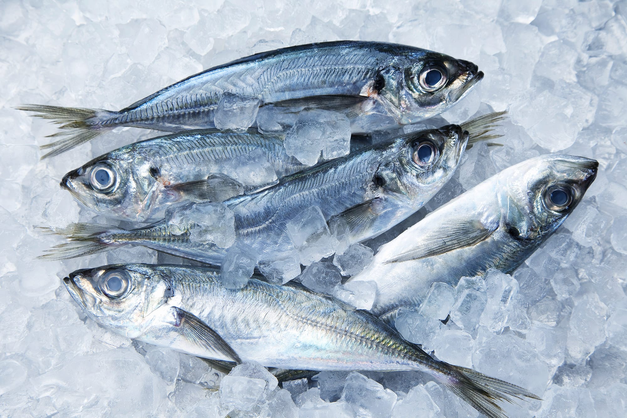 Horse Mackerel 5lbs