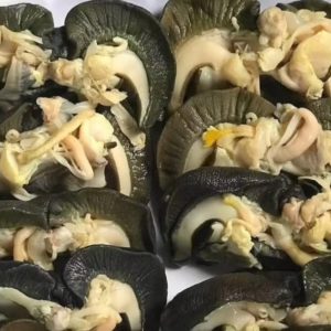Jumbo Nigerian bush snails - 5 pieces